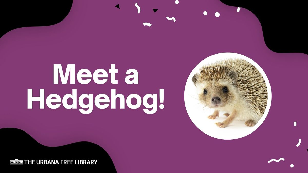 Meet a Hedgehog!