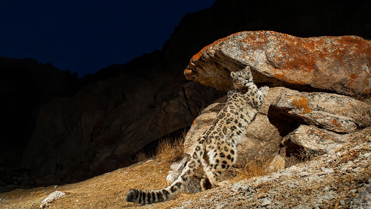 Wild Cats Revealed with Sandesh Kadur