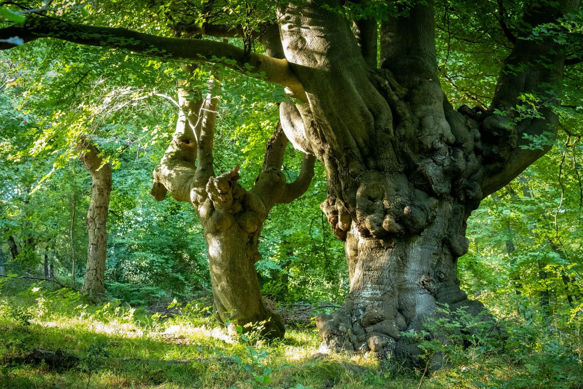 Burnham Beeches' ancient trees