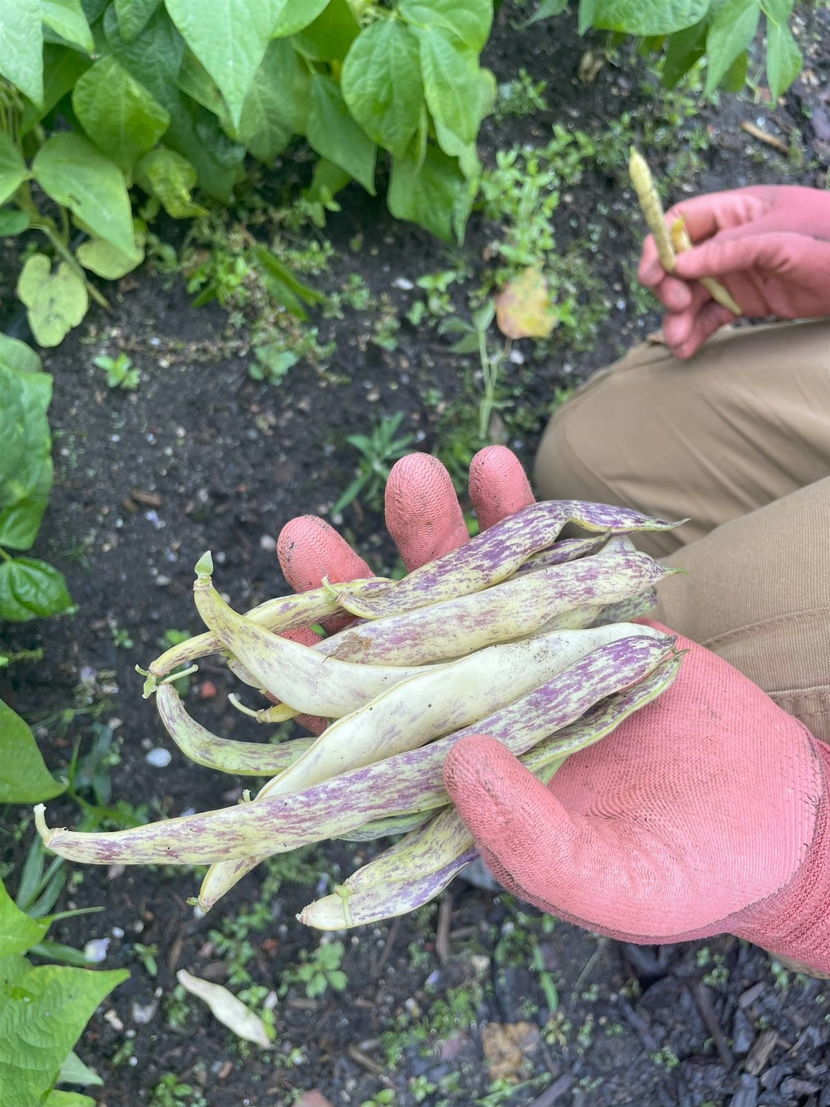 Urban Farming 101 Workshop: Seed Saving