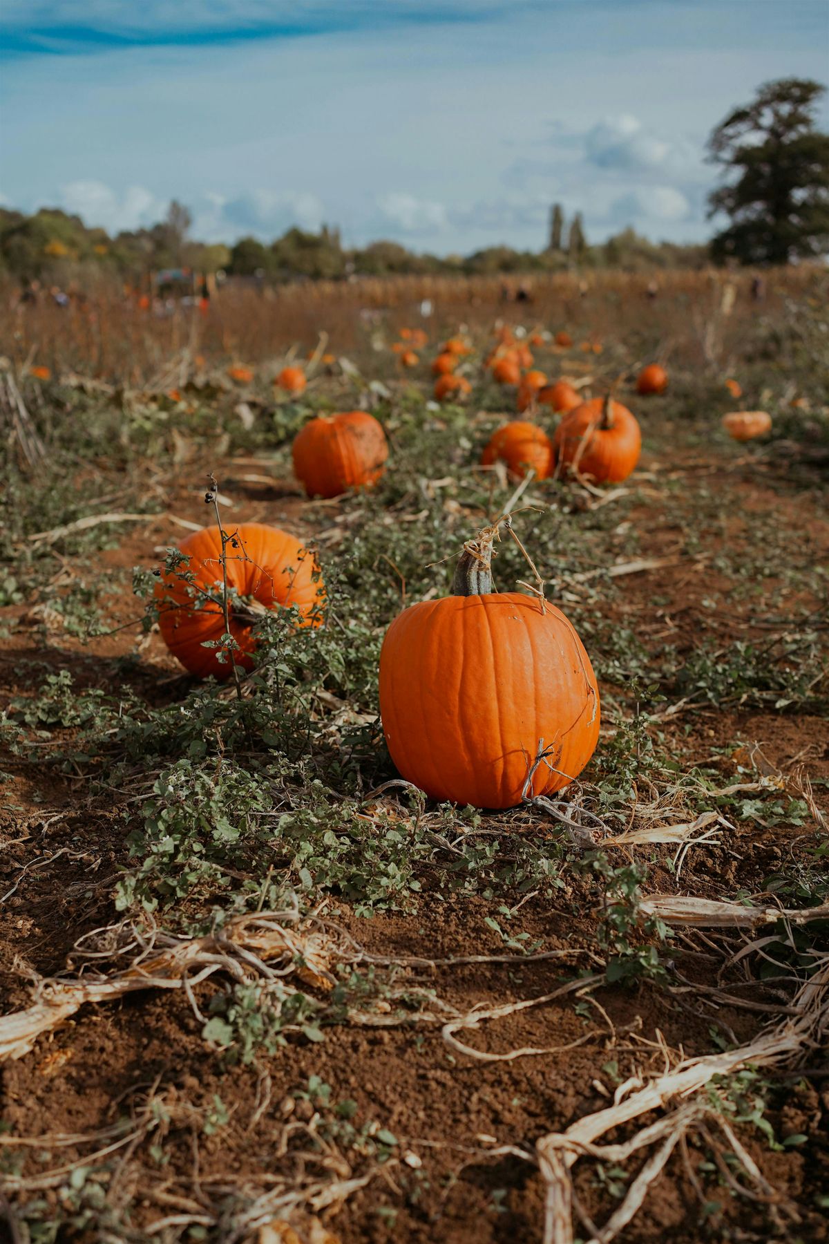 FREE Autumn Pumpkin Harvest, for Newcomers