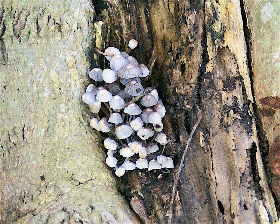 Life in a Log: Strolling Science for Kids