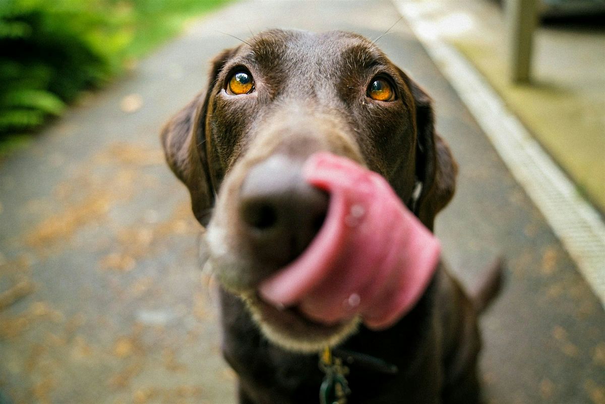 Yappy Hour at the Morrow