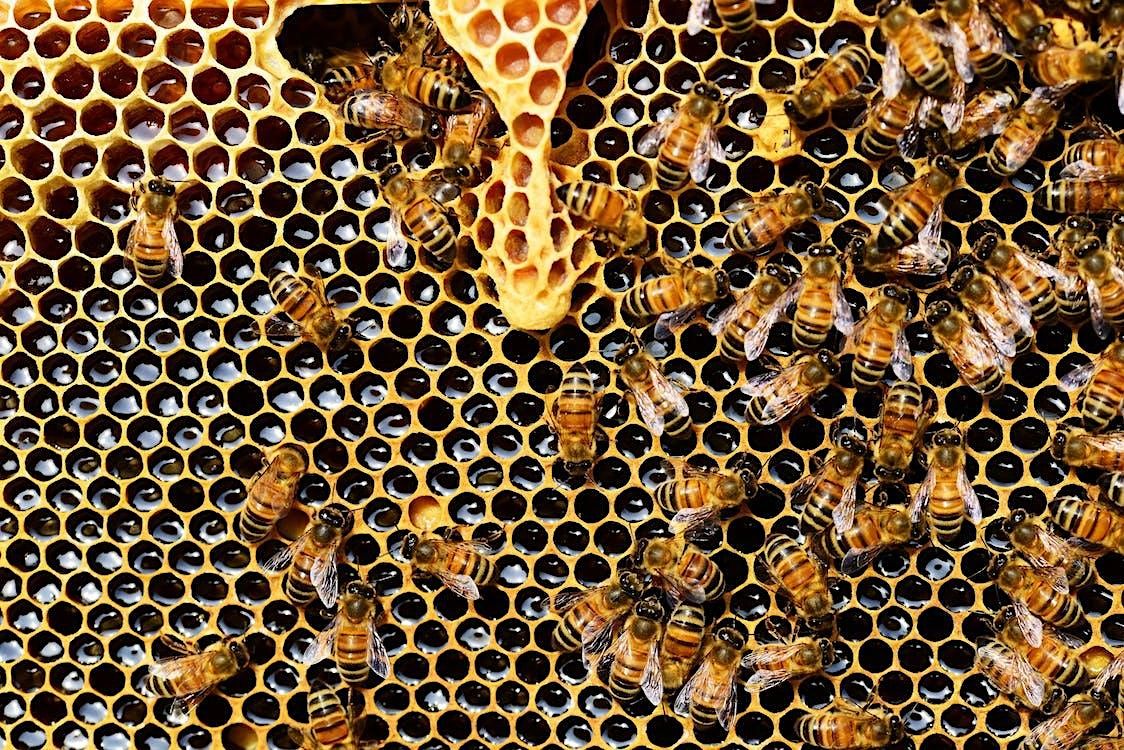 Introduction to honey bees and beekeeping