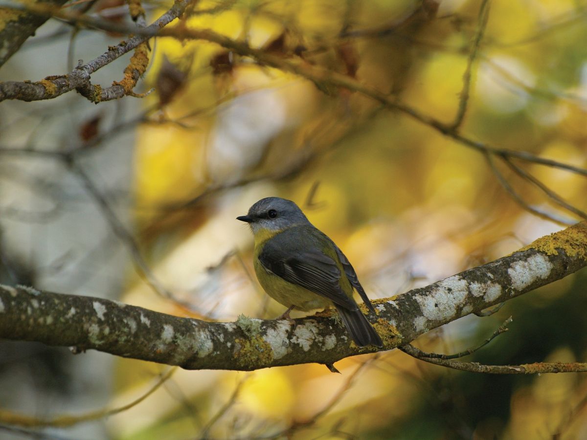 Birds of Plenty Gorge - Tanunda Wetlands Park Walk