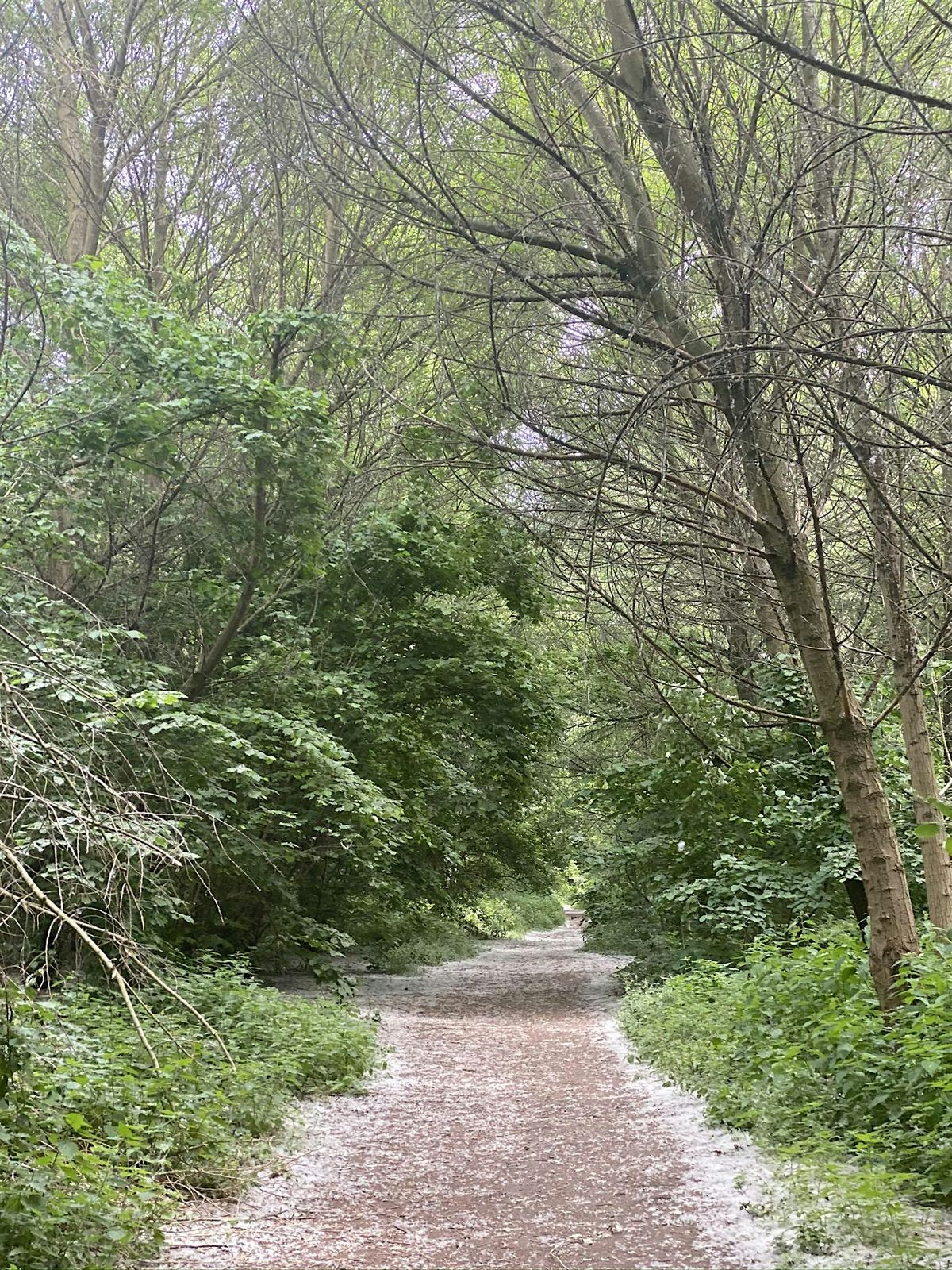 Forest Bathing in Wick Woodland, E9