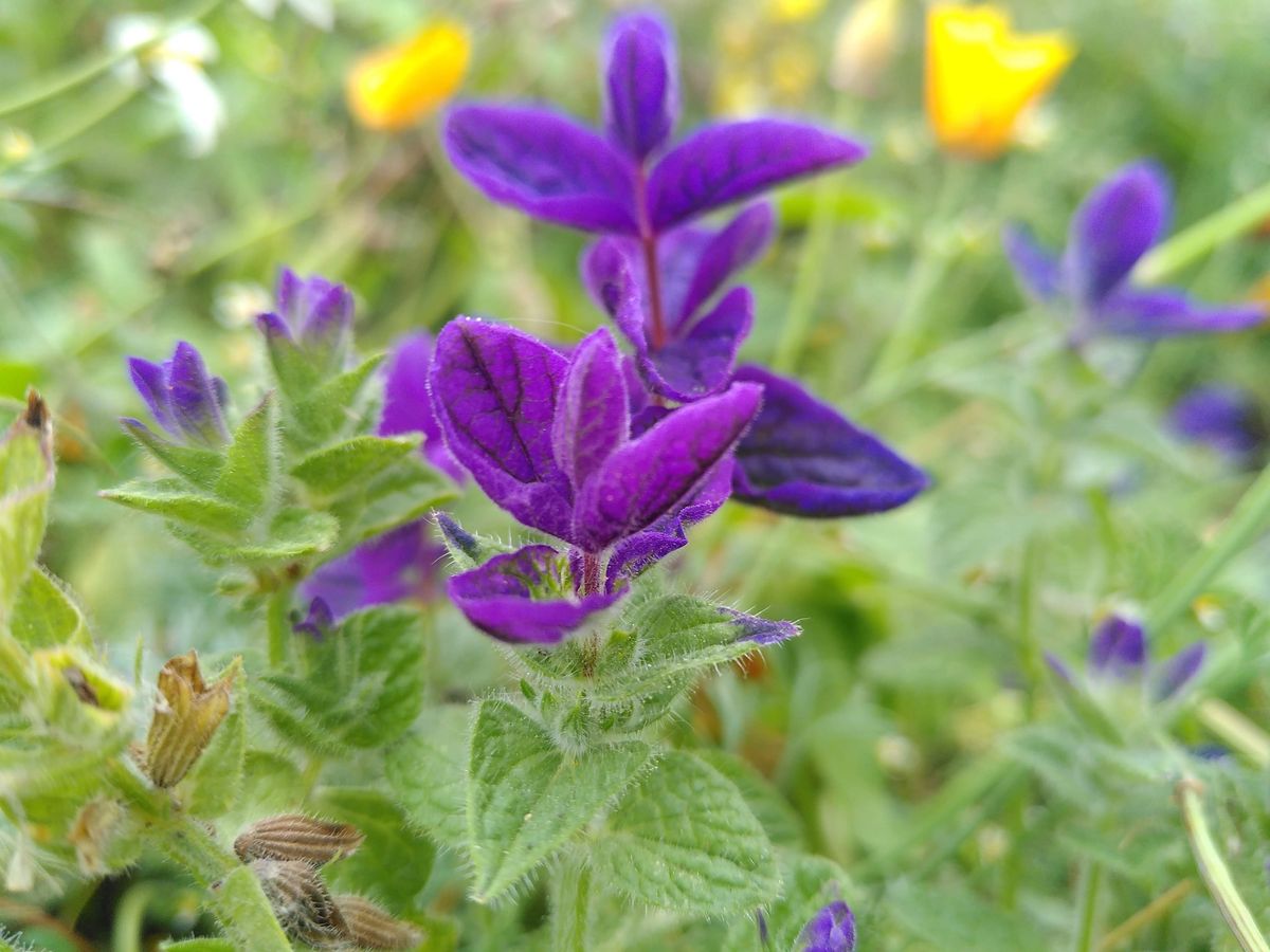 Dyrkekurs : spiselige blomster og urter