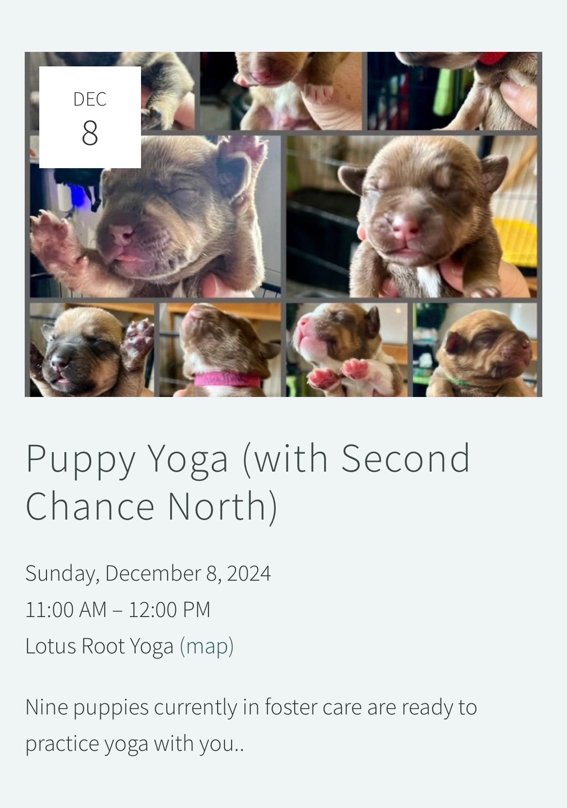 Puppy Yoga \ud83d\udc3e\u2764\ufe0f\ud83d\udc3e