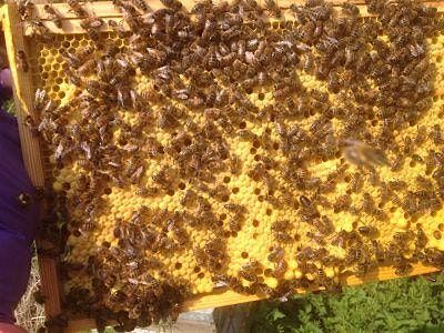 Show and Tell \u2013 Life story of the bees