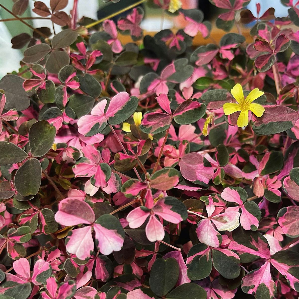 Edinburgh Plant Swap