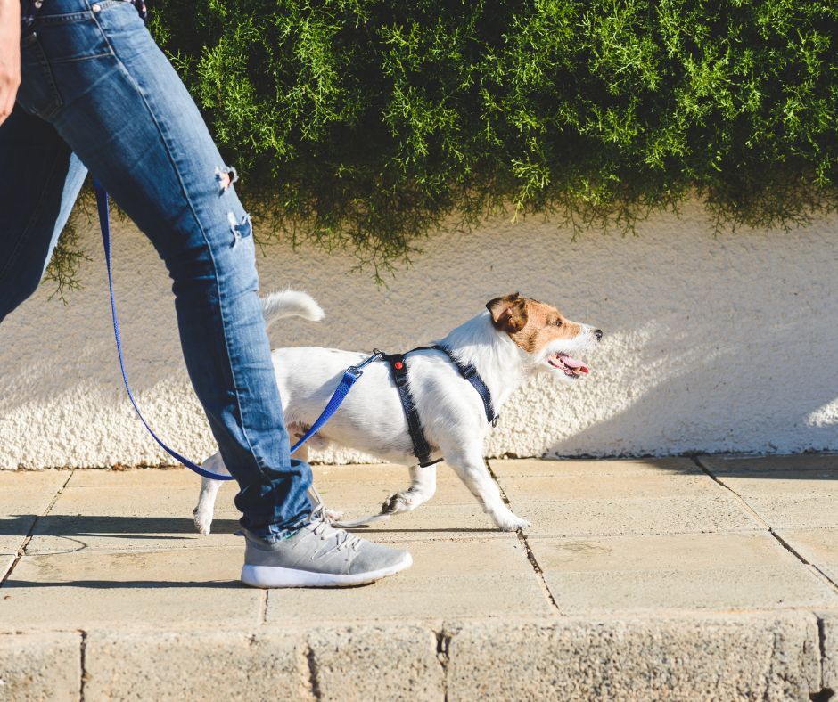 Loose Leash Walking  - Workshop