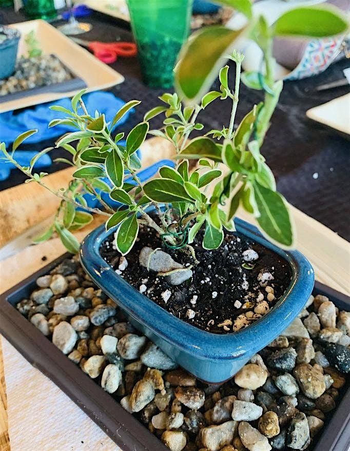 Mini Bonsai Zen Workshop