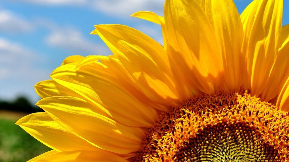 5th Annual Craft Show 2, Sunflowers Of Sanborn N.Y, 27 August 2022