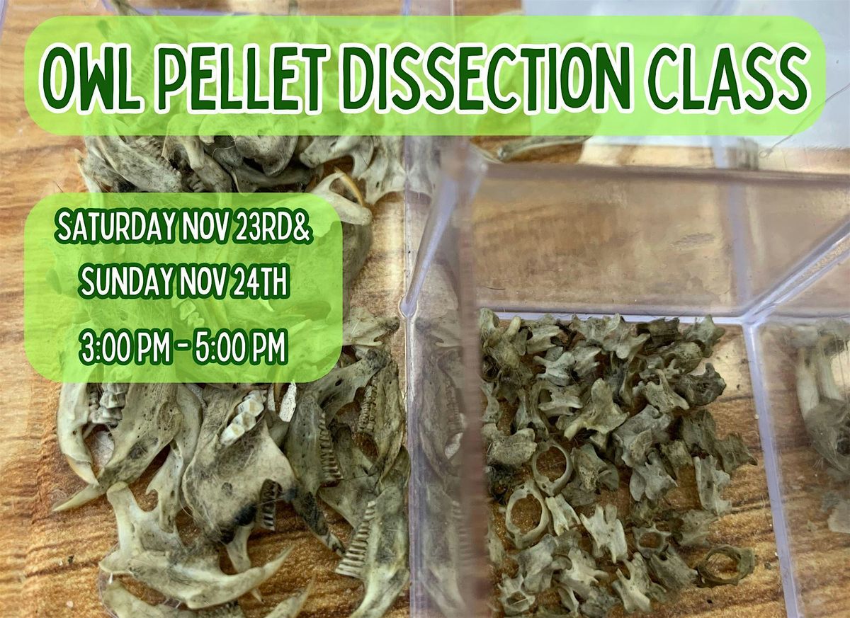 Owl Pellet Dissection Class