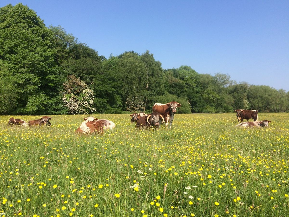 Meadow management at Macclesfield Riverside Park