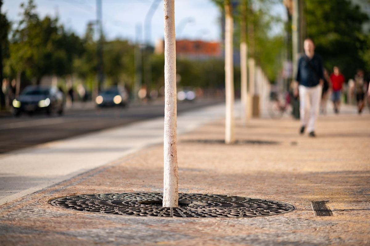 Urban Forest Strategies for a Future Climate