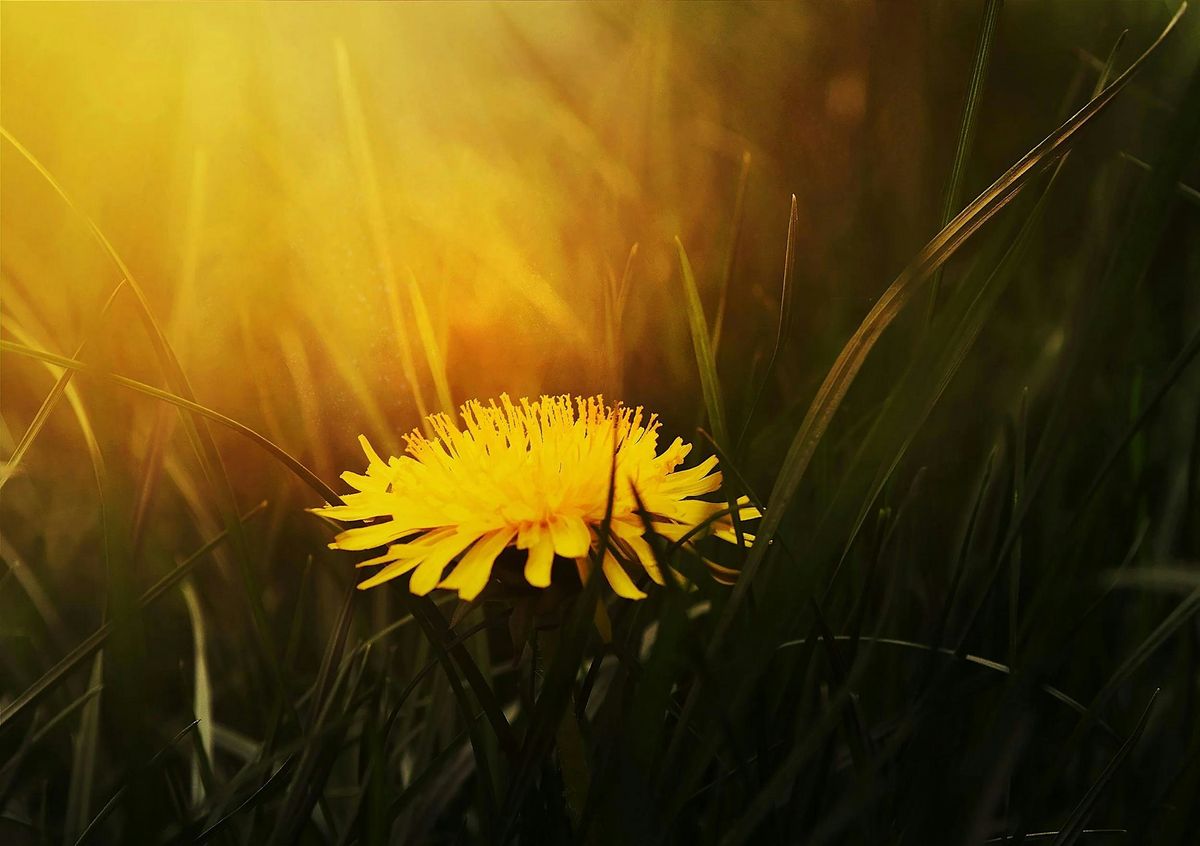 Spring Foundations Workshop with Tanya Tanaro