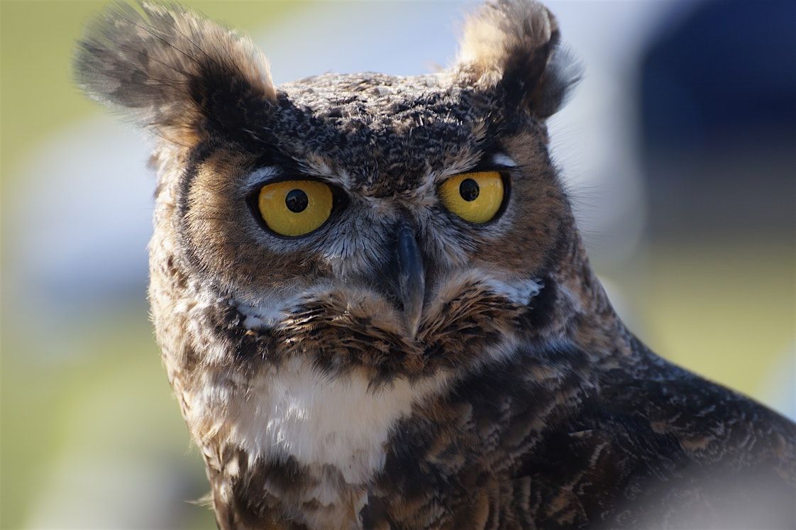 Raptor Fest at Rancho San Vicente!