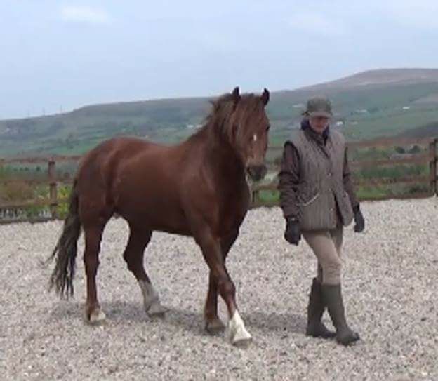 Equine Behaviour Course