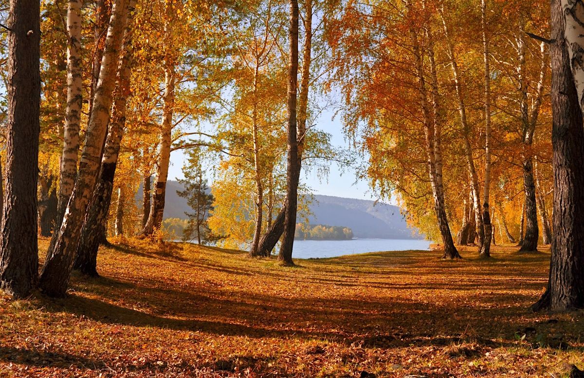 Mid- Autumn Forest Bathing Walk  - Hermitage of Braid- Nature Reserve