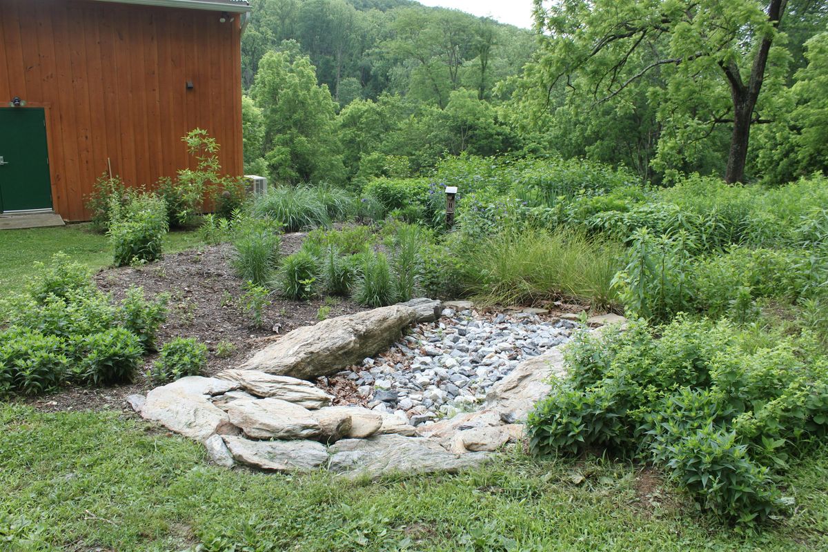 Habitat Advocate: Native Garden Design for Stormwater Management