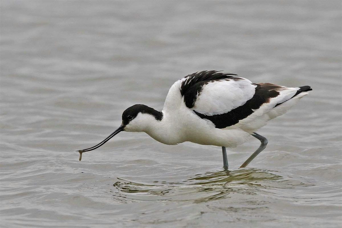 An introduction to the birds of Cley (8 December)