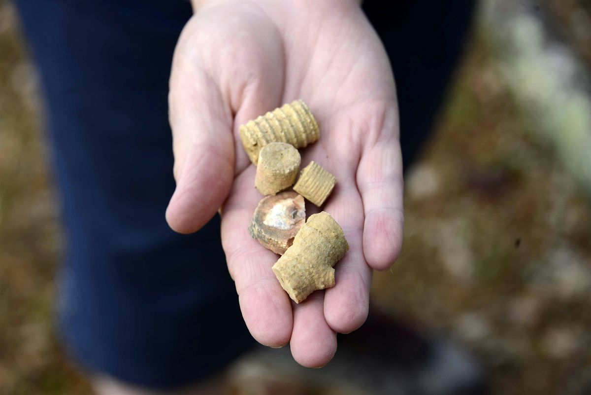 Crinoid Fossil Bed Hike