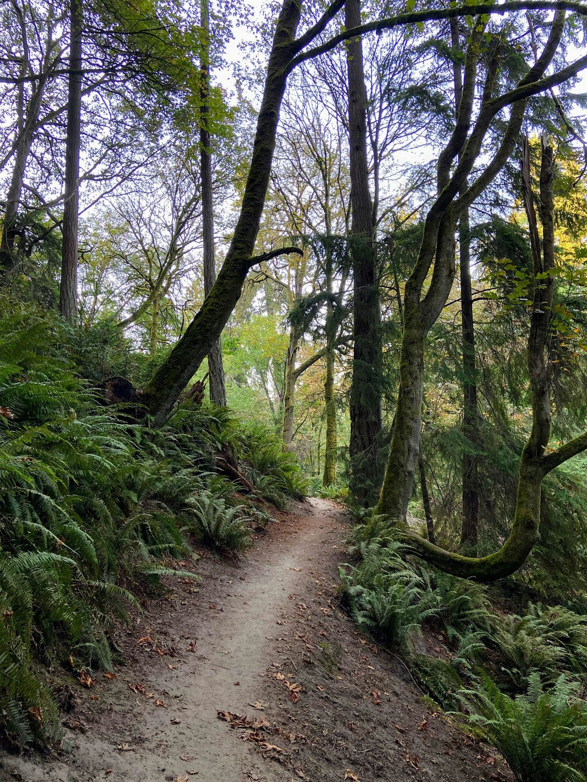 September Grief Walk in a West Seattle Park