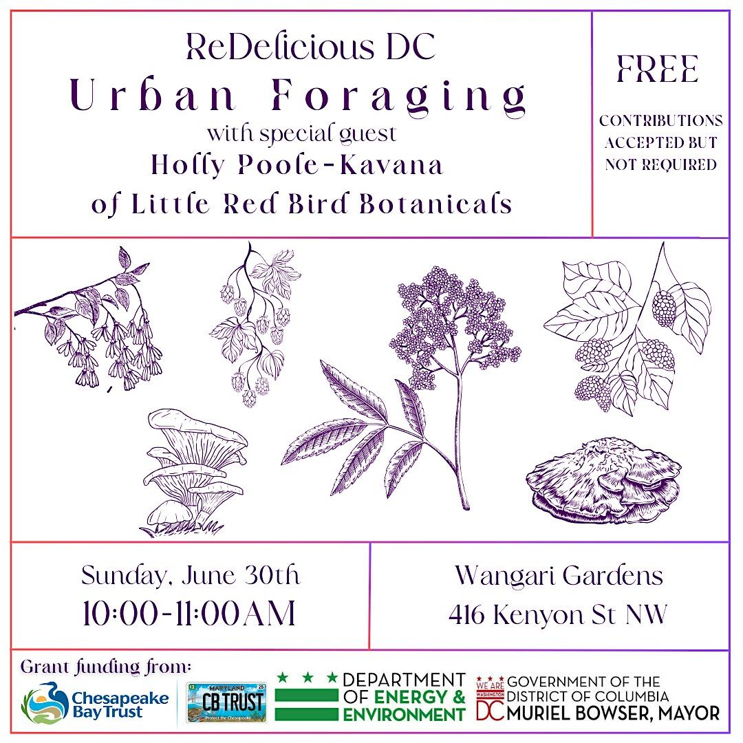 Urban Foraging with Holly Poole-Kavana
