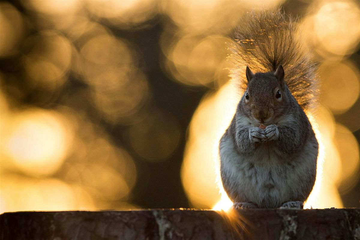 Wild Skills: Wildlife Photography in Christchurch Park (E9P 2806)