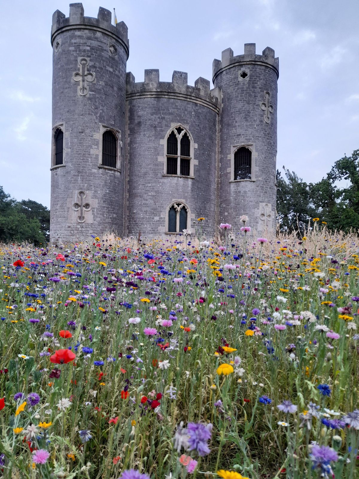 Summer Plant, tree and wildlife identification walk at Blaise Castle
