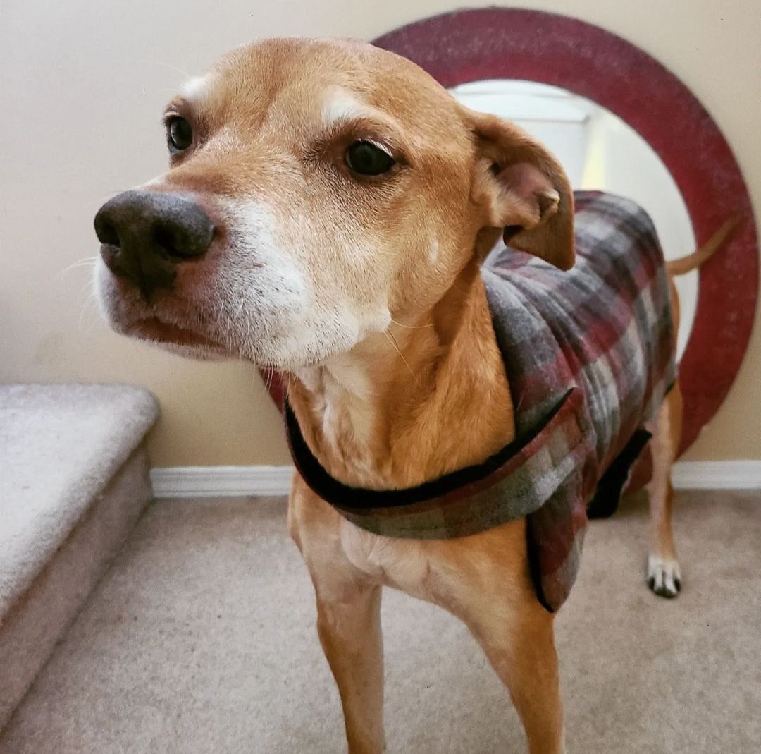 DIY Dog Jacket