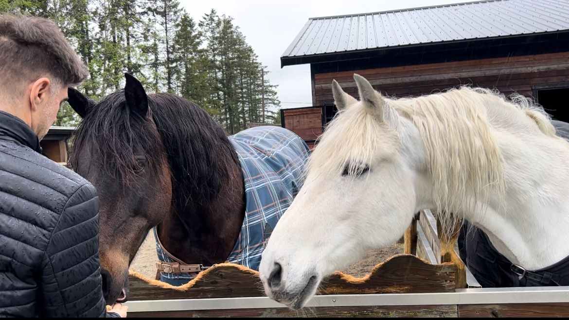 Animal Communication\/ Horse Workshop