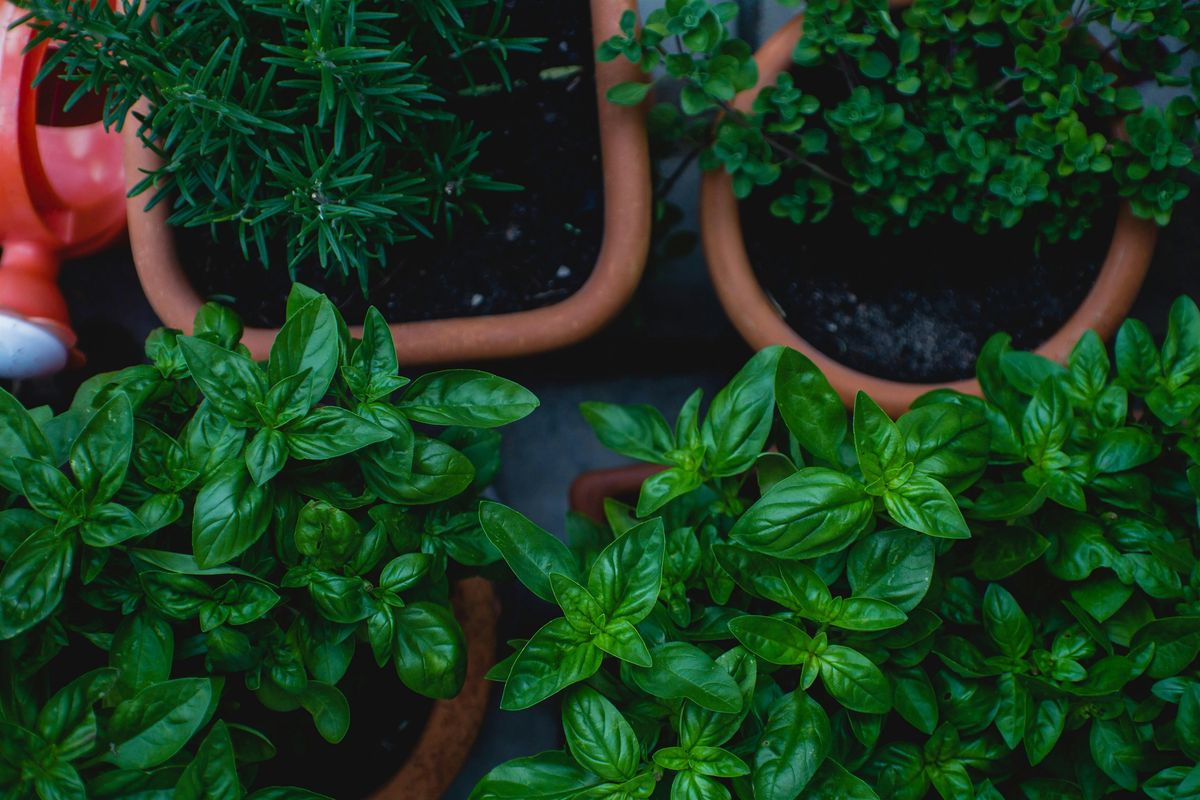 Summer Bounty: Cooking with Fresh Herbs