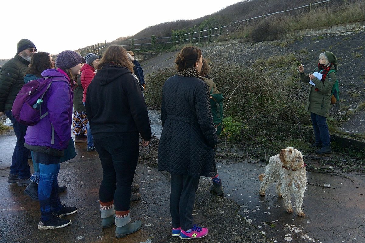 Winter Wildflower Walk on The Downs