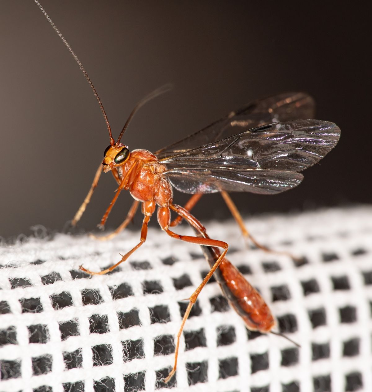 Fly by Night Nocturnal Survey