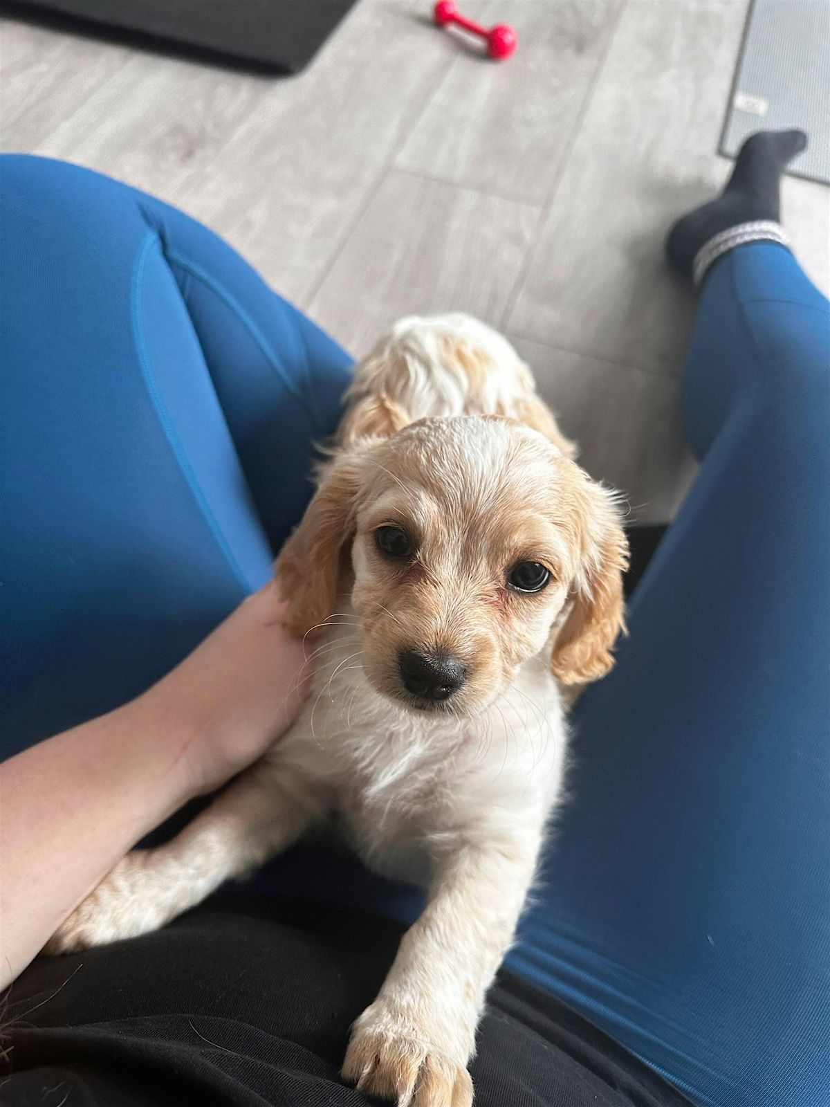 Puppy Yoga Sessions