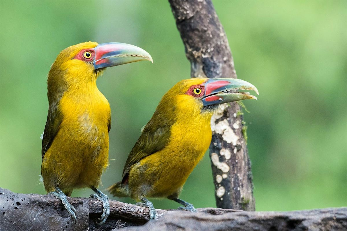 Birds of South America with Peter Alden & Chuck Carney