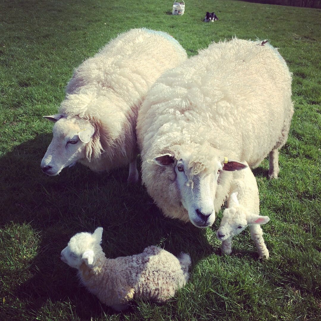 Fleece Fairy Making with Barcombe Romneys