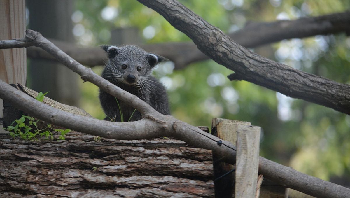 FALCONERS November 2022 Potter Park Zoo, Potter Park Zoological Society