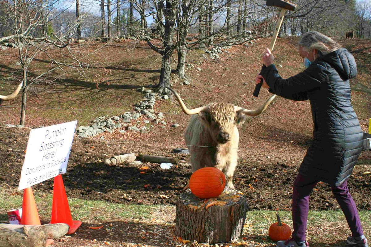 Pumpkin Smashing for Cows