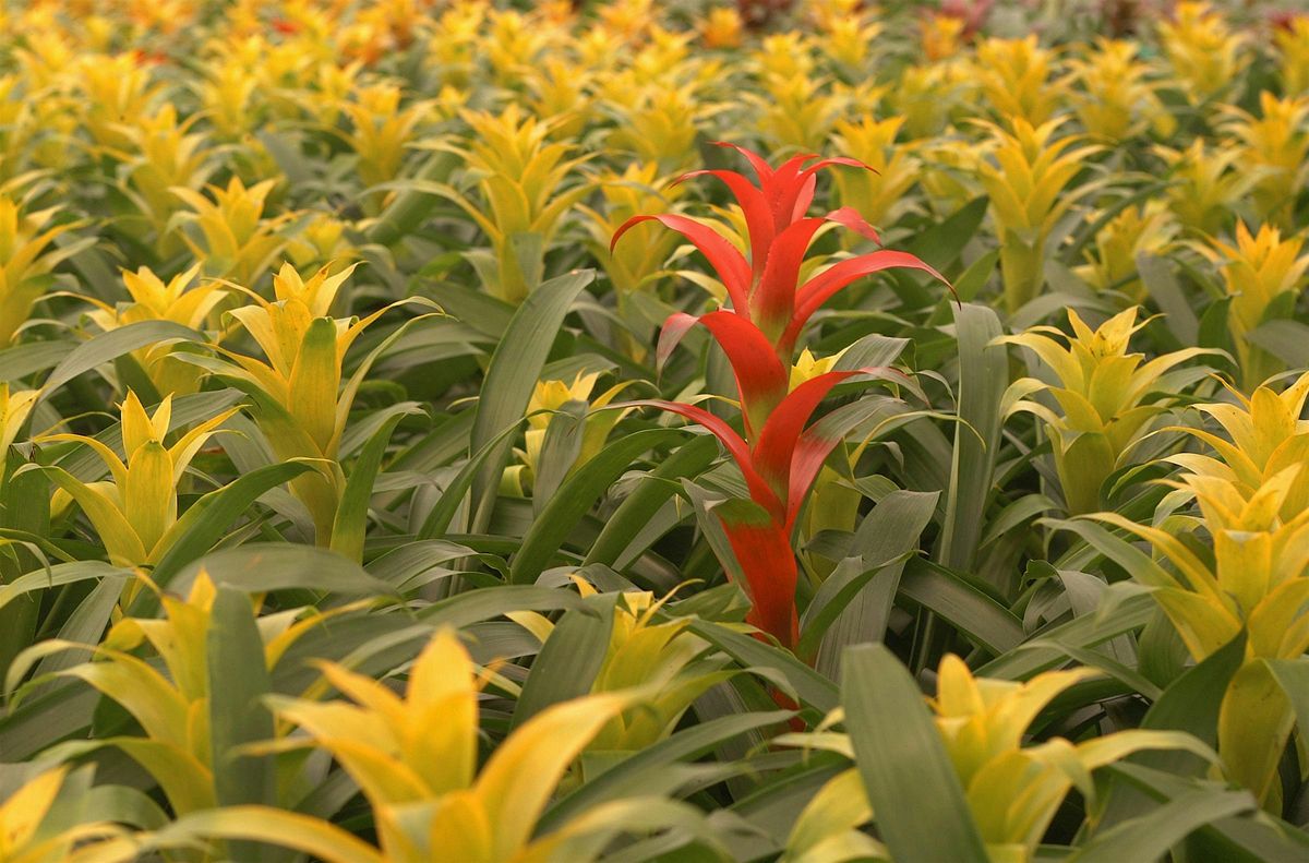 11-6-2024  Bromeliads in Florida