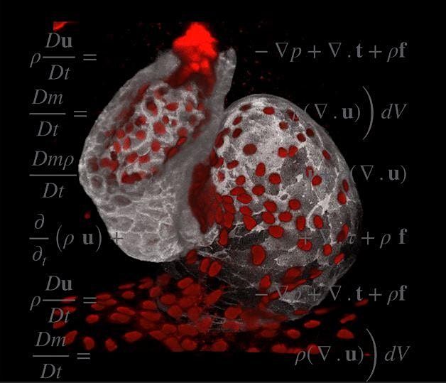 The 3rd Crick Beddington Developmental Biology Symposium