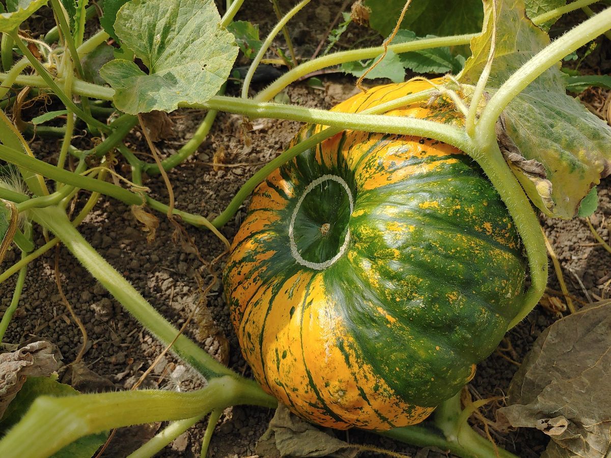 Intro to Fall Vegetable Gardening