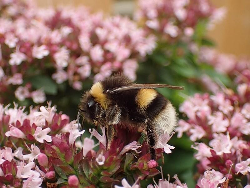 Busy bees, Hauxley Wildlife Discovery Centre, Newcastle Upon Tyne, 11 ...