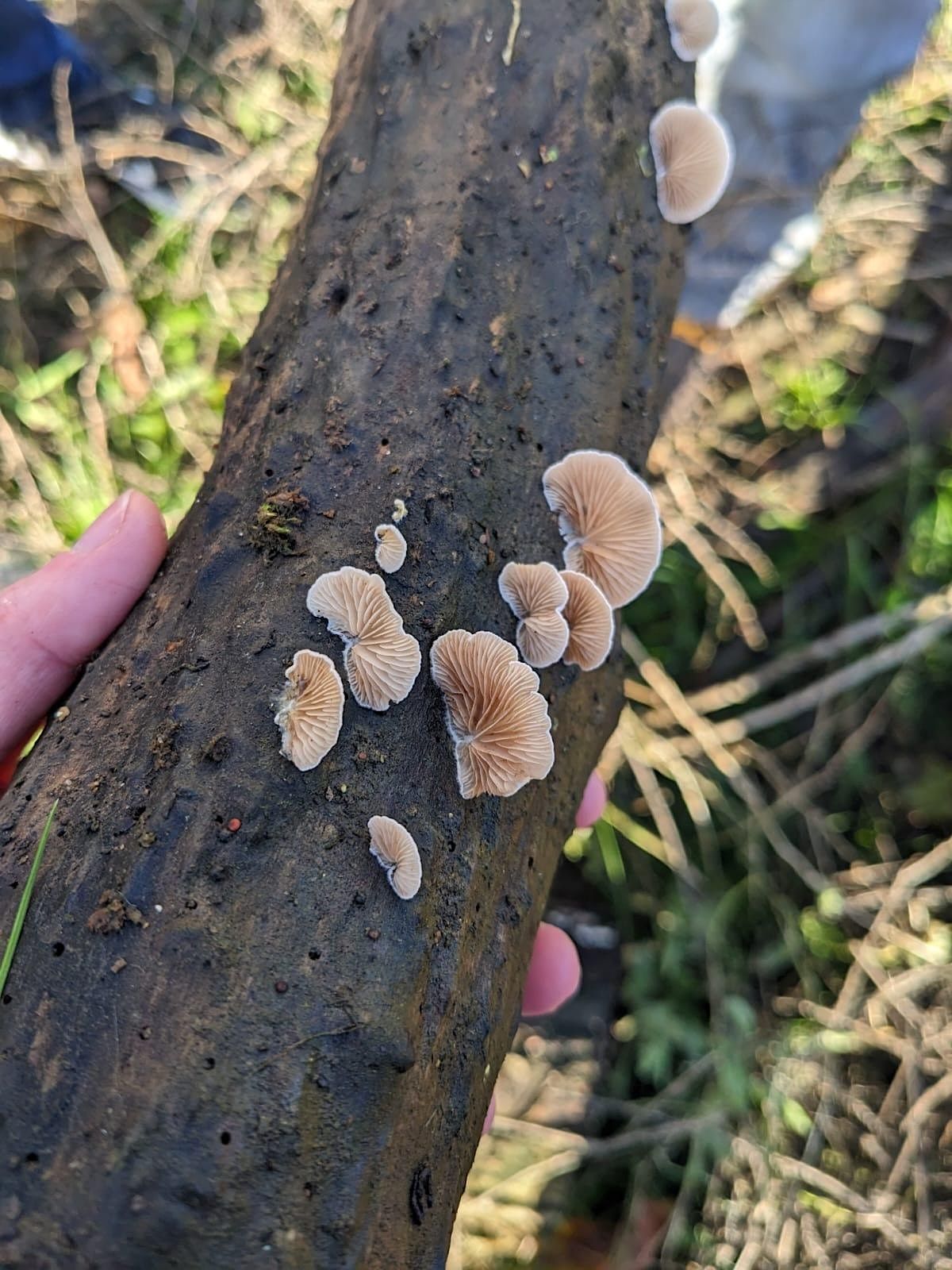 Fantastic Fungi Saturday Walk