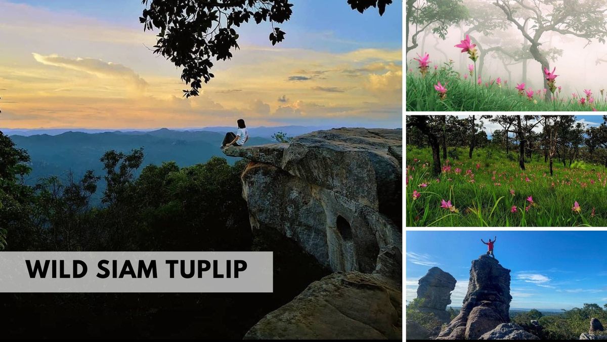 Day Trip: Wild Siam Tulip Trip (Once a Year)