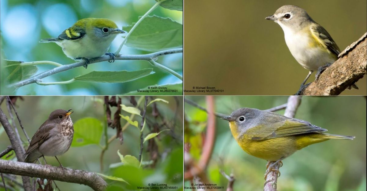 Weekend Walk for Birds at the Arb