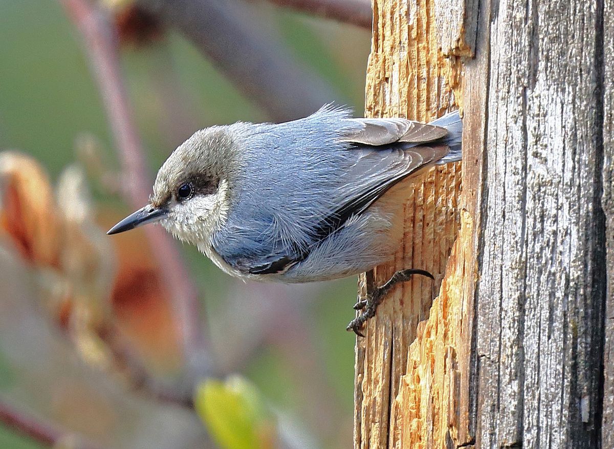 Monthly meeting - chickadees and nuthatches!