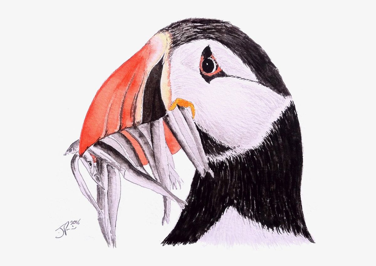 Paint a Lundy Puffin in Watercolours